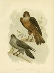 Grijze Valk, 1891